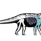 Mansourasaurus skeletal reconstruction (Image: McAfee, Carnegie MNH)